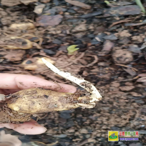 普洱景東貴州黃精種苗 紅河州黃精種苗基地 黃精種苗