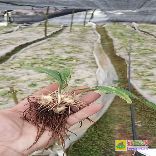 重慶合川種植黃精種苗基地 貴州黃精種苗 黃精種苗