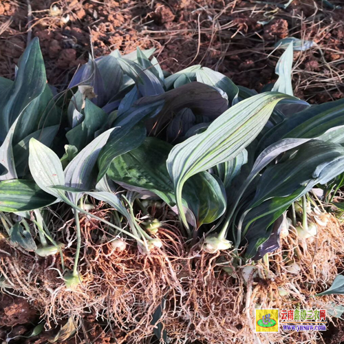 重慶璧山種植黃精種苗基地 黃精種苗 黃精種苗價格