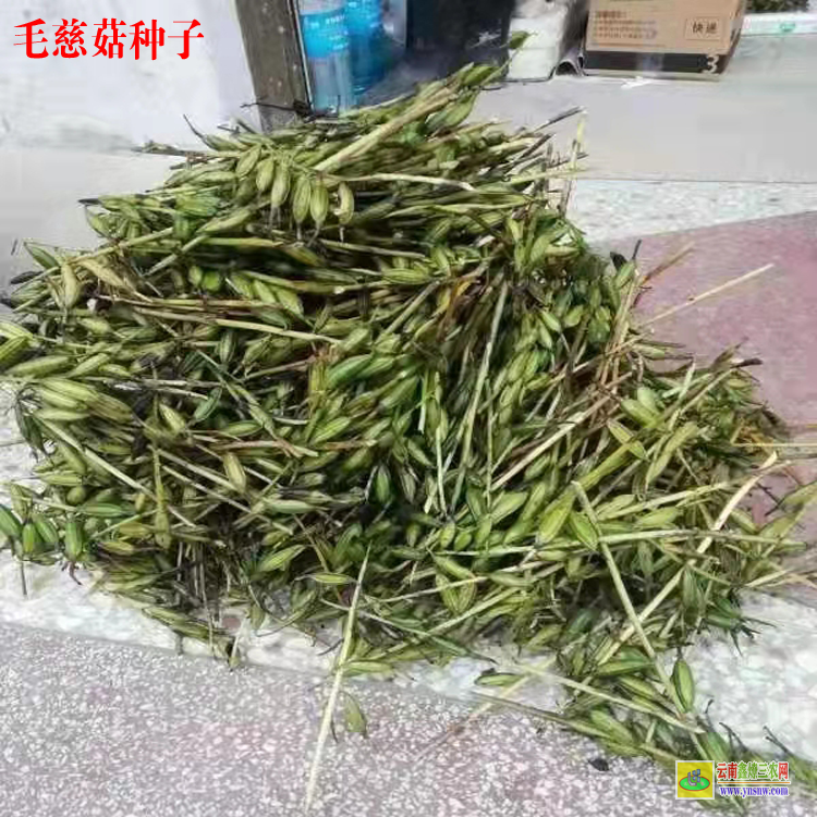 貴州惠水毛慈菇價格2021 毛慈菇苗苗好多錢一株 毛慈菇苗怎么培植