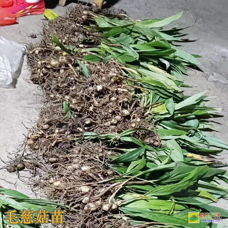 貴州松桃毛慈菇價(jià)格2021 毛慈菇苗苗好多錢一株 毛慈菇苗瓶苗價(jià)格