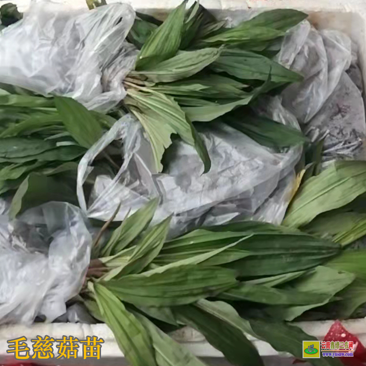 延邊安圖毛慈菇價格2019 毛慈菇苗苗好多錢一株 毛慈菇苗價格多少一公斤