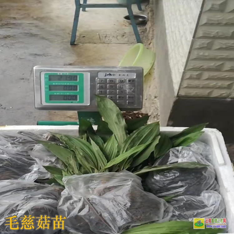 貴州榕江毛慈菇價格2019 毛慈菇苗咋賣的呢 毛慈菇苗子