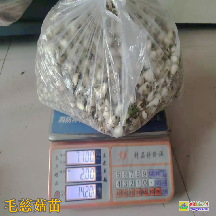 貴州綏陽毛慈菇價格2019 毛慈菇苗價格 毛慈菇苗瓶苗價格