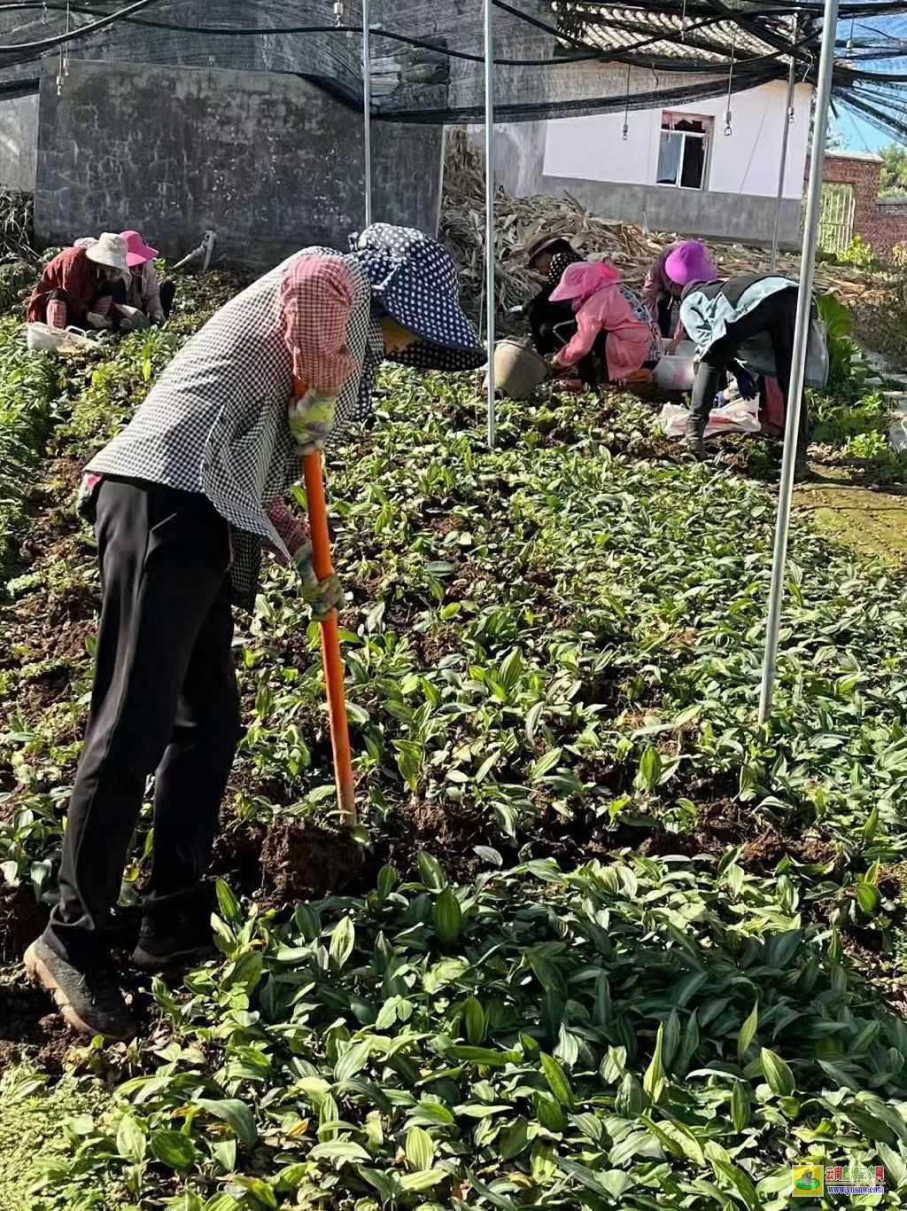 安徽杜集黃精苗出土 滇黃精苗種植方法 滇黃精苗能長多高