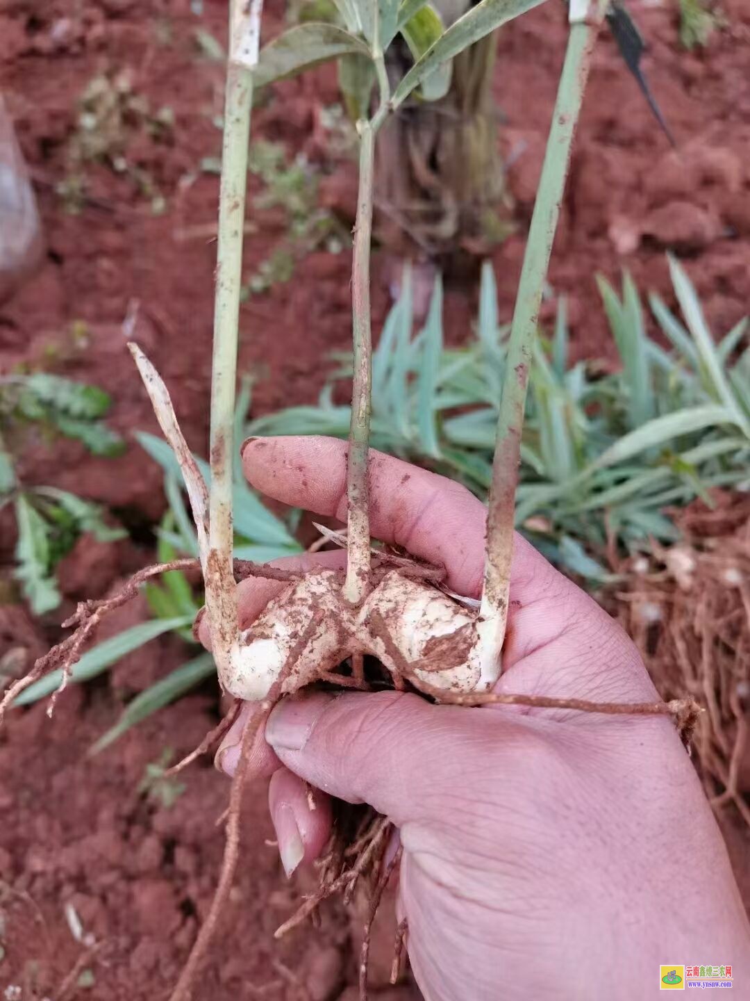 湖北洪湖姜型黃精苗 滇黃精苗種植方法 滇黃精苗木繁殖的方法