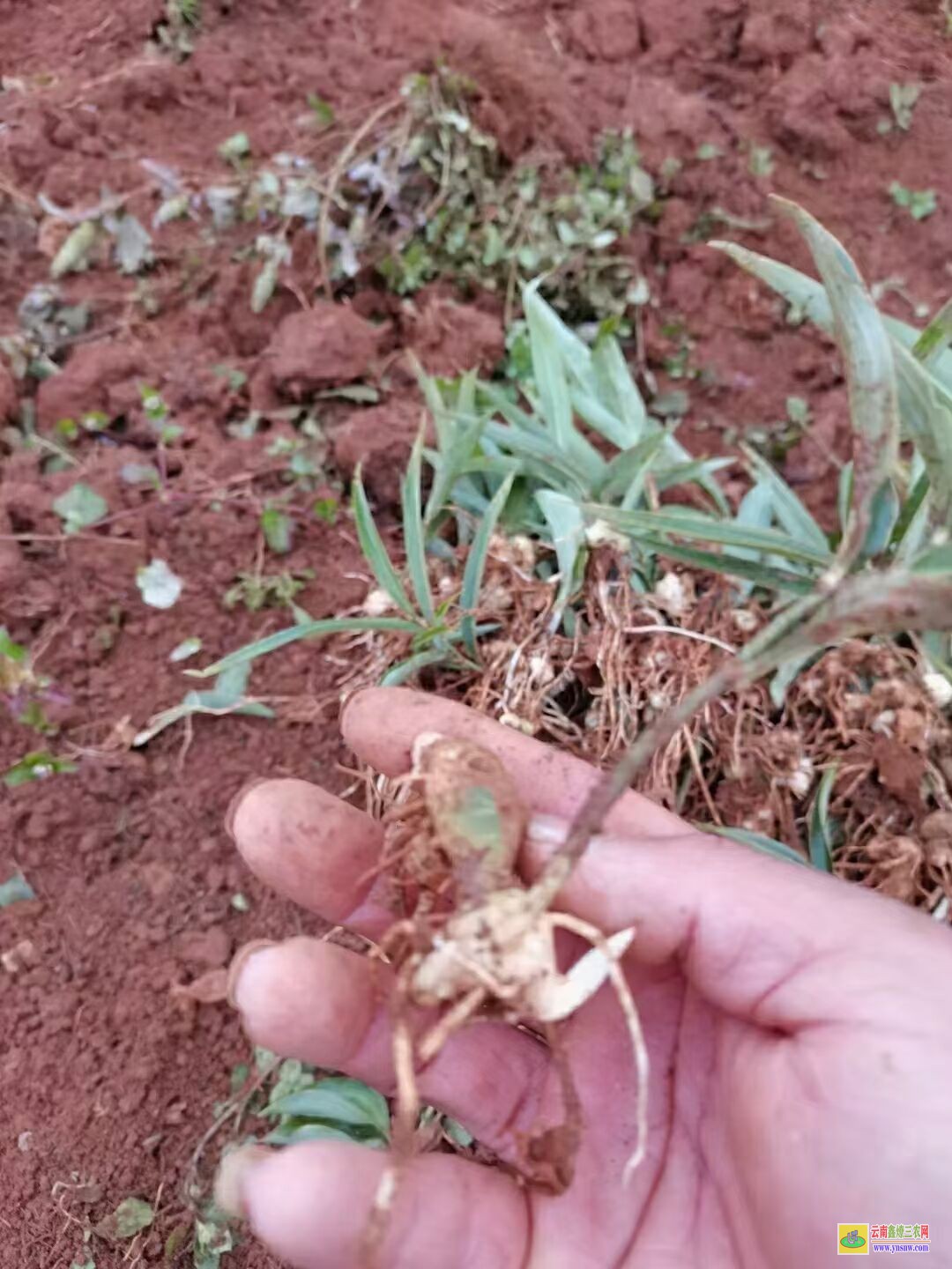 湖北鐵山黃精芍苗 云南滇黃精苗 滇黃精苗木繁殖的方法