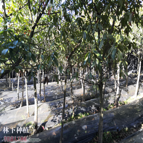 安徽五河羊肚菌批發 大棚羊肚菌種植技術 綿陽羊肚菌種植基地