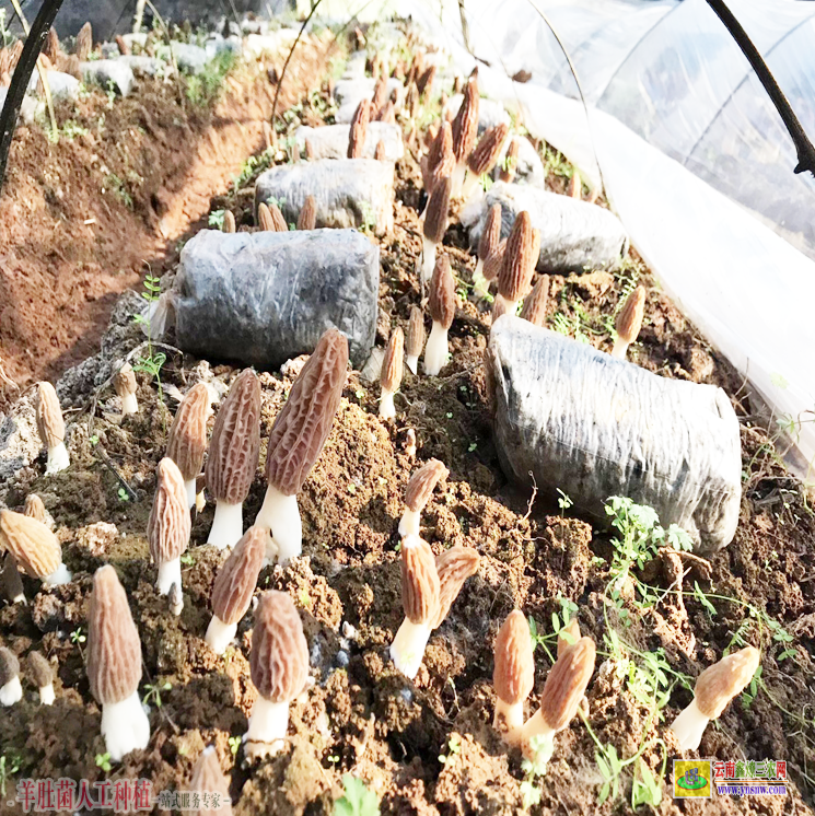 福建長汀羊肚菌人工栽培新技術 河南羊肚菌種植基地 羊肚菌種植技術培訓