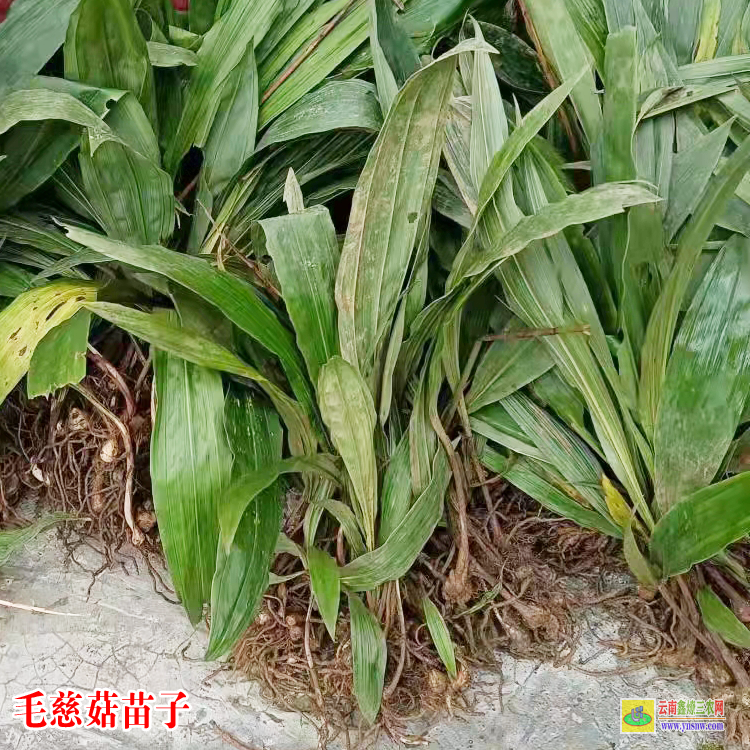 四川羅江獨(dú)蒜蘭苗價(jià)格 獨(dú)蒜蘭毛慈菇 毛慈菇苗怎么培植