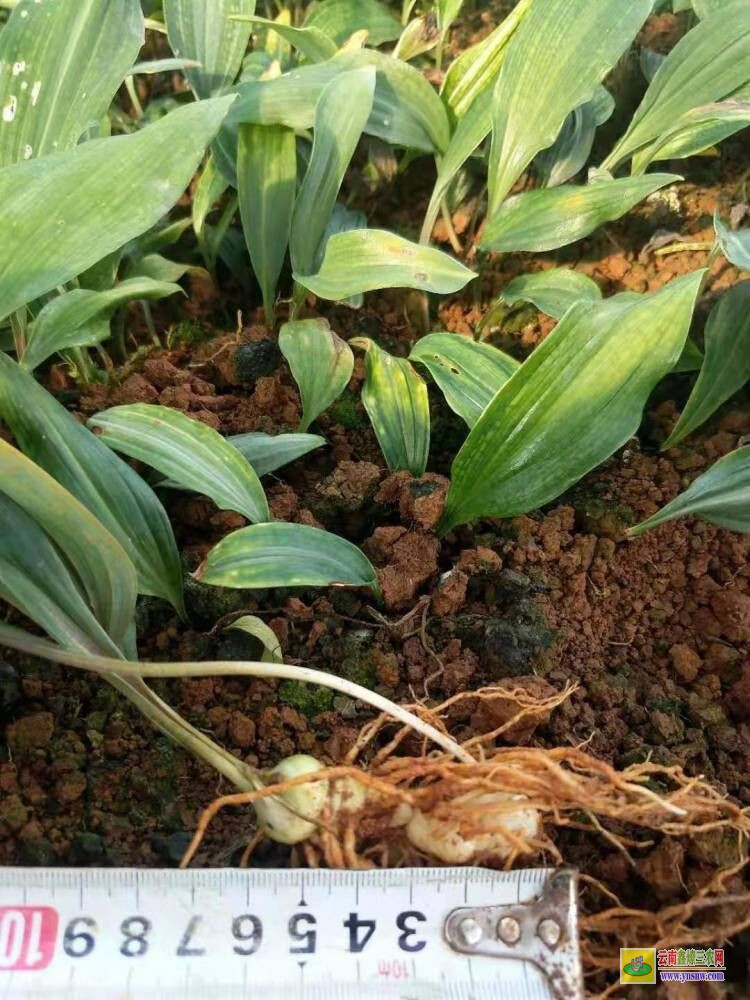 湖北點軍獨花黃精苗 滇黃精苗種植方法 滇黃精苗能長多高