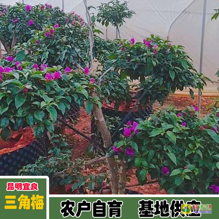 福建倉山藍色三角梅價格 多色三角梅價格大全三角梅的價格表