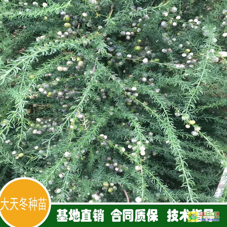 黔南福泉天冬的功效與作用 天冬種植苗批發(fā)零售 襄陽天冬種苗批發(fā)