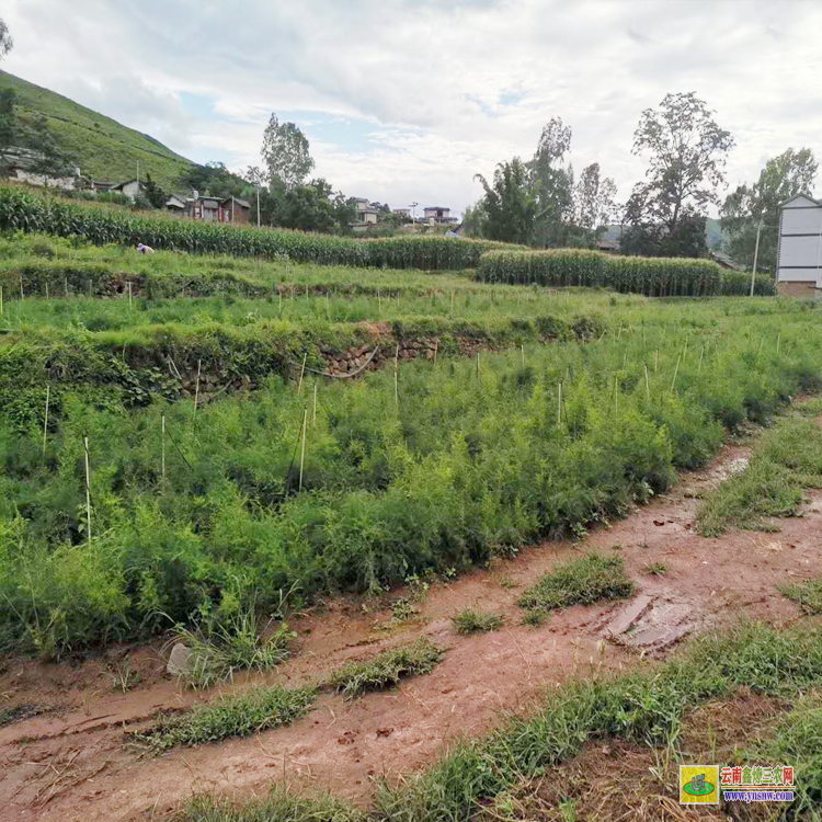 甘孜巴塘哪種藥材國家緊缺需大量種植 懷化天冬種苗基地批發 重慶天冬苗批發價