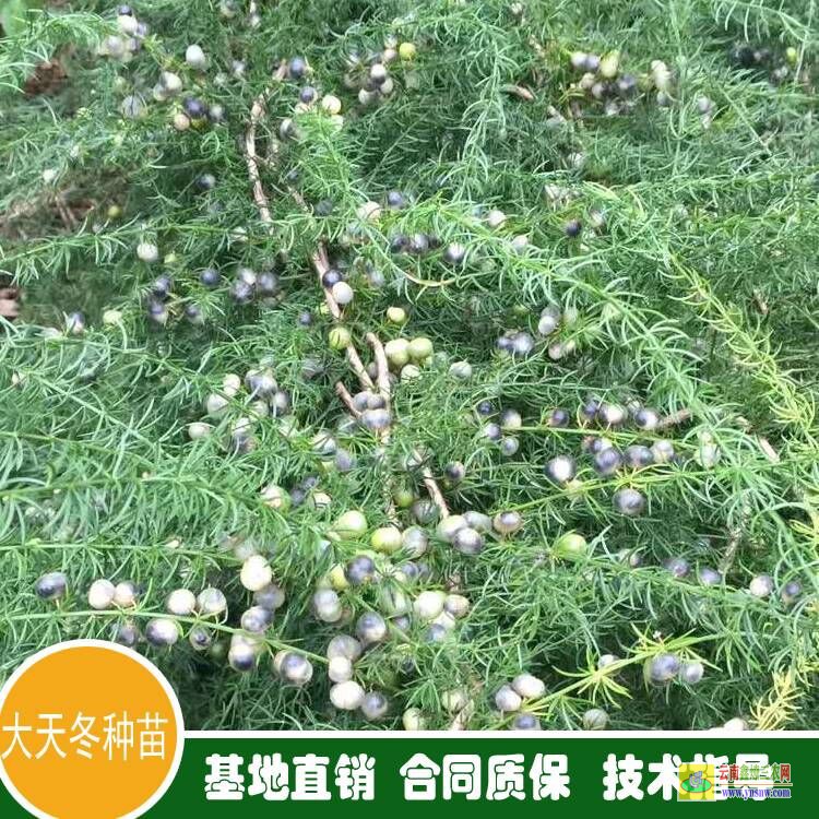 南寧西鄉塘哪種藥材國家緊缺需大量種植 商洛天冬樹苗批發價格 重慶天冬苗批發價