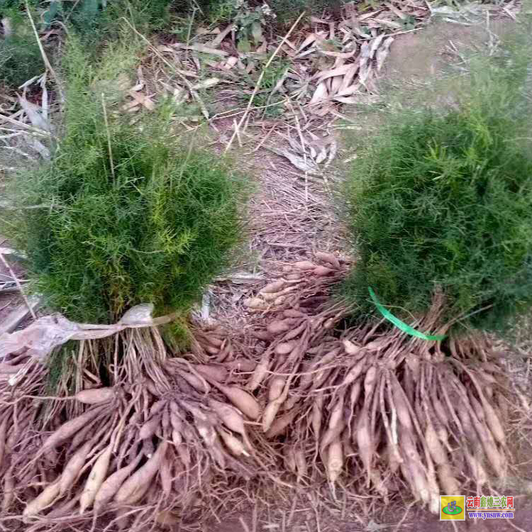 成都邛崍天冬的功效與作用 天冬種植苗批發零售 襄陽天冬種苗批發