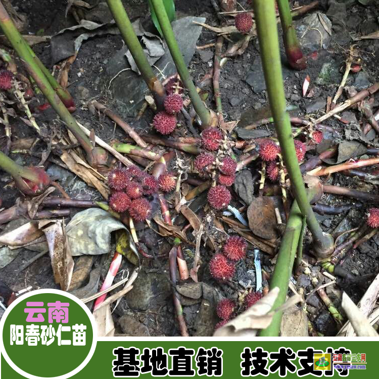 墨江陽春砂仁苗價格 廣東砂仁苗 哪里有砂仁苗出售