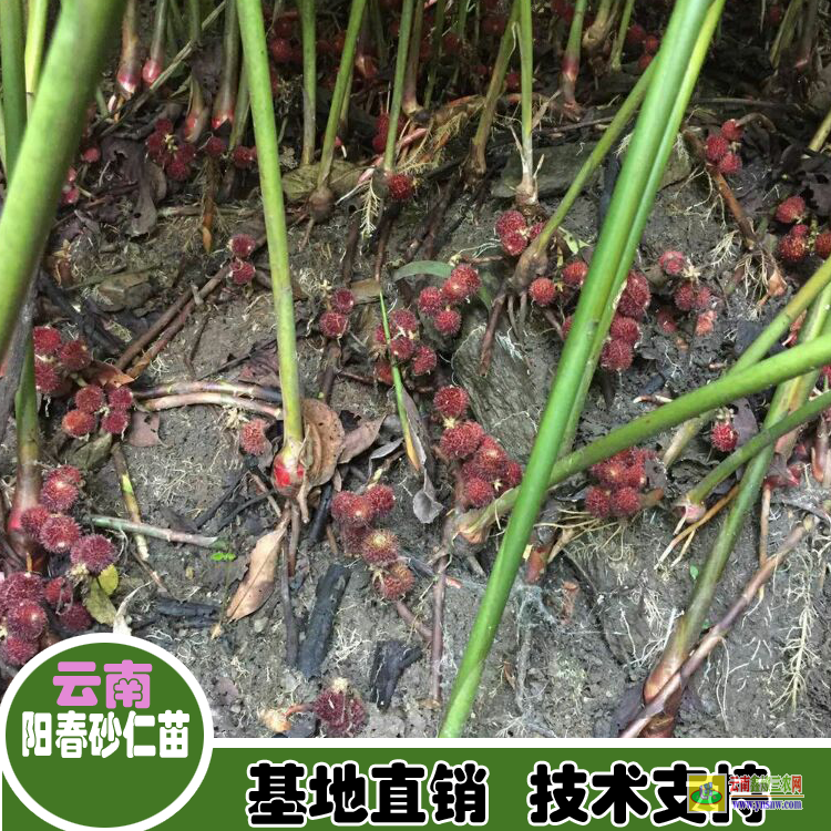 華坪春山砂仁苗 砂仁苗圖片 連環(huán)砂仁苗