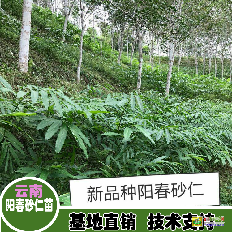 始興陽春砂仁苗價(jià)格 廣東砂仁苗 哪里有砂仁苗出售