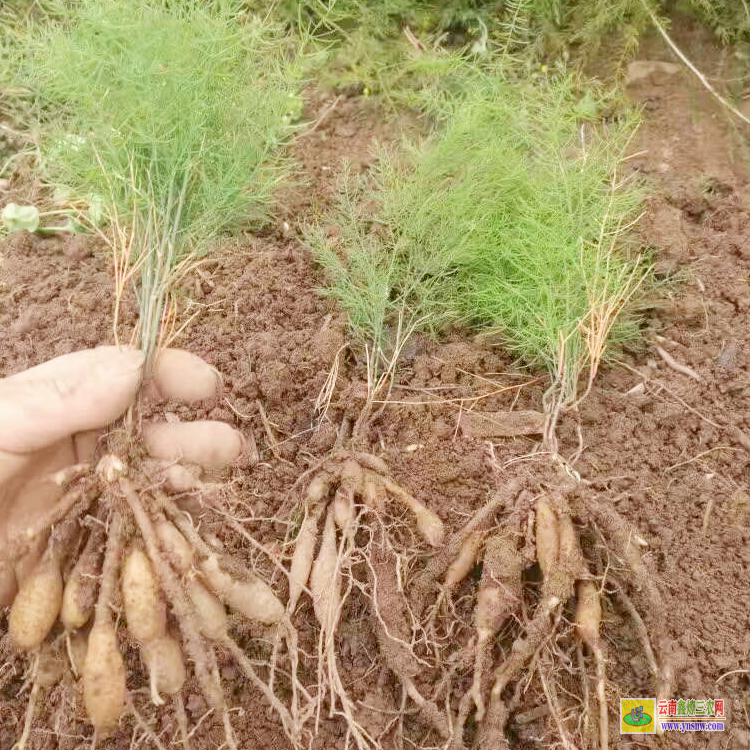 成都溫江天冬的功效與作用 天冬種植苗批發零售 襄陽天冬種苗批發