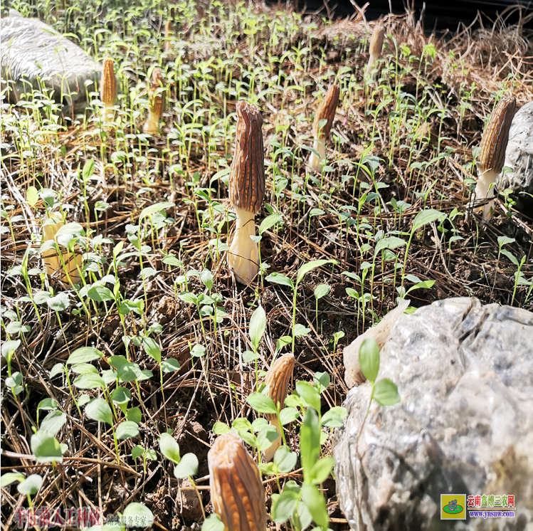 安徽黟縣羊肚菌人工栽培新技術(shù) 羊肚菌種植技術(shù) 綿陽羊肚菌種植基地