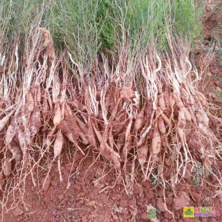 黔南獨(dú)山天冬苗價(jià)格多少錢一株 天冬苗后用什么除草劑 天冬苗圖片大全