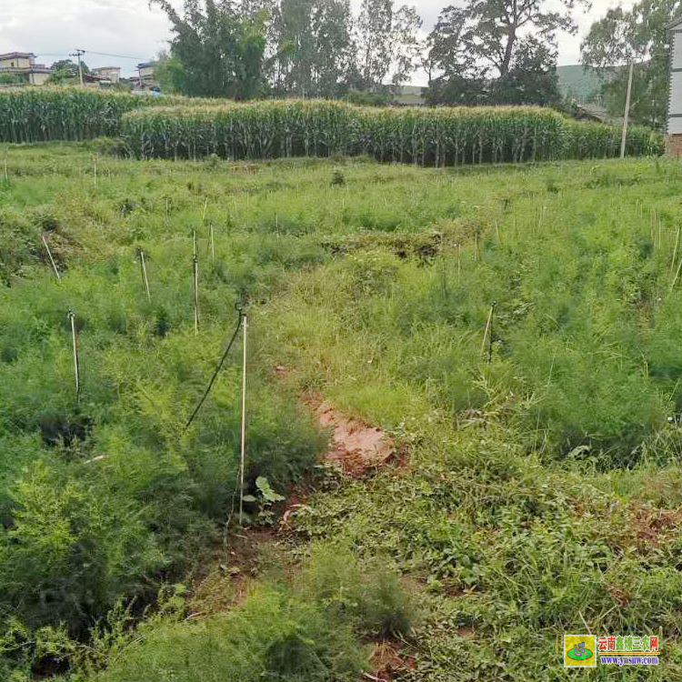 普洱孟連天冬苗種植基地 天冬苗要種什么品種好 天冬苗圖片大全