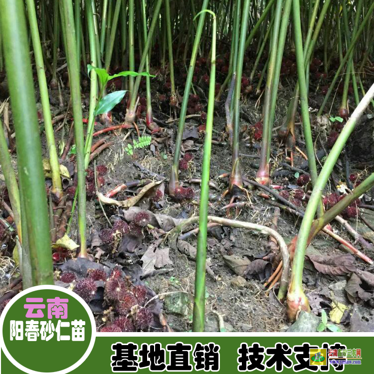 福建蕉城陽春春砂仁苗價(jià)格 廣東砂仁苗 哪里有砂仁苗出售