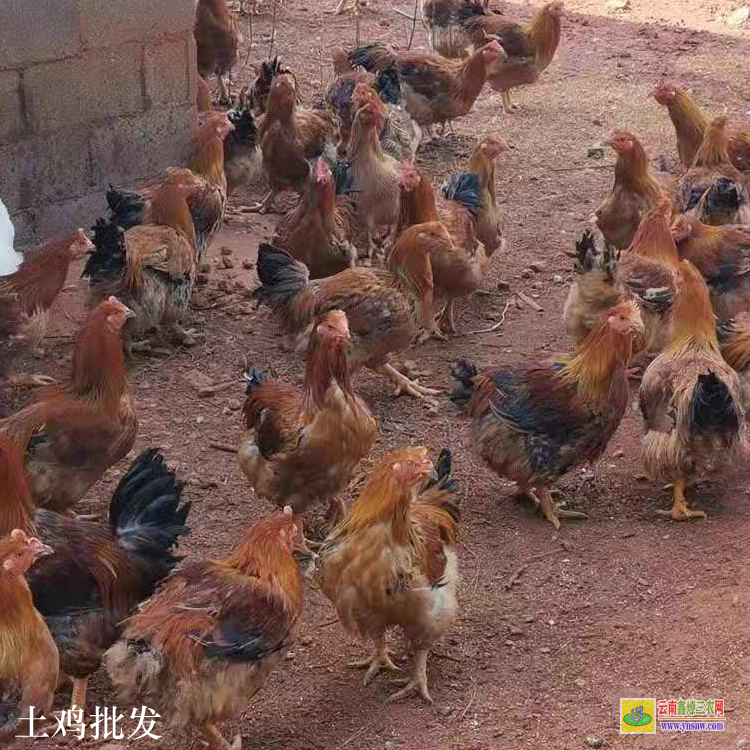 臨滄鳳慶出售雞苗 麻雞苗 雞苗價格