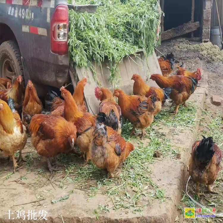 昆明西山雞苗運輸車 賣雞苗 雞苗價格