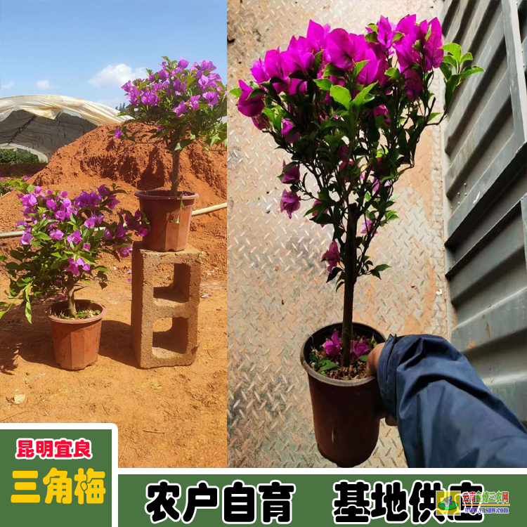 福建尤溪藍色三角梅價格 多色三角梅價格大全 三角梅的價格表