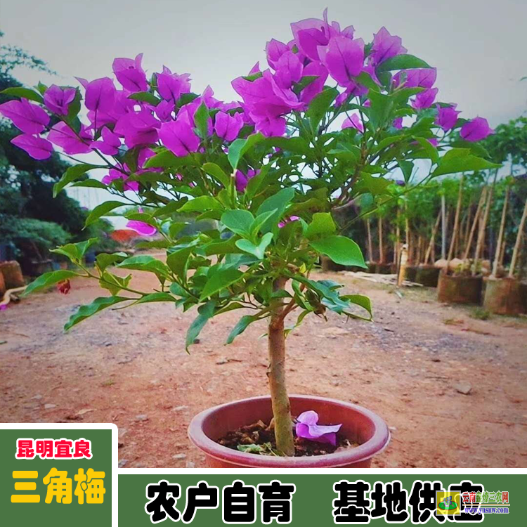 福建尤溪藍色三角梅價格 多色三角梅價格大全 三角梅的價格表