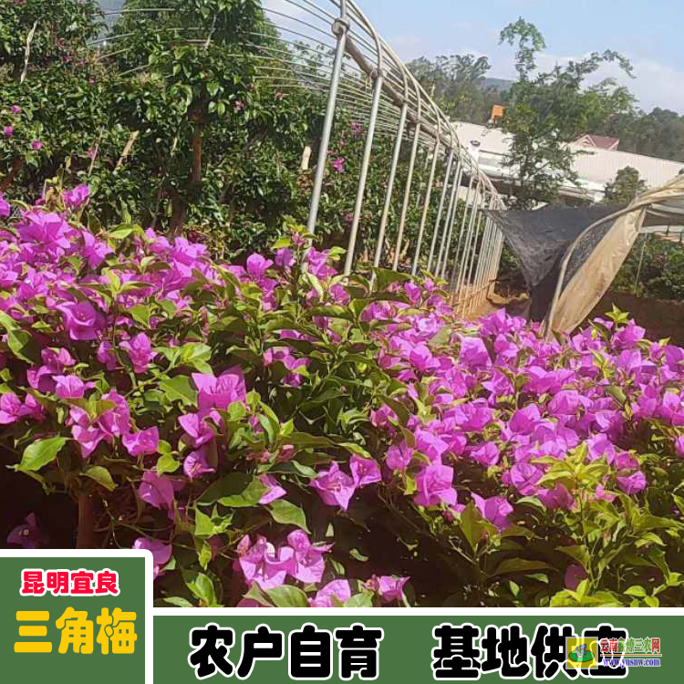 福建同安三角梅小苗價格 多色三角梅價格大全 三角梅造型價格