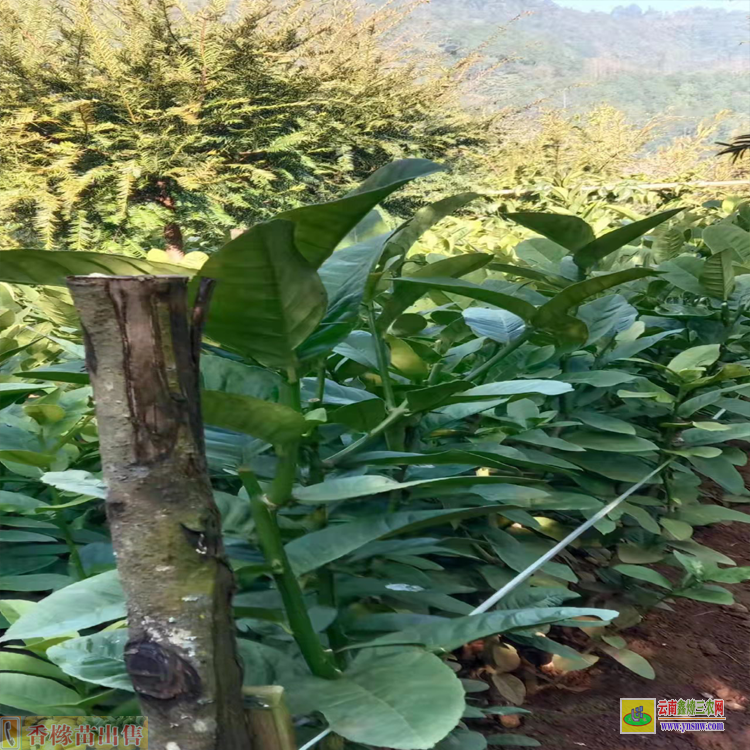 紅河石屏大理香櫞苗基地 香櫞苗多少錢1棵 香櫞苗哪里買