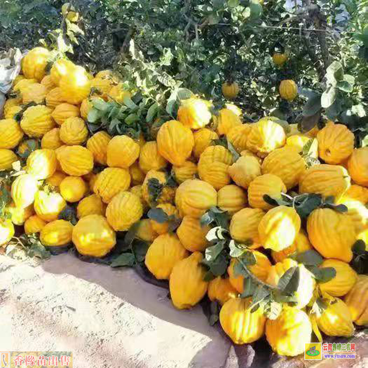 昭通綏江云縣香櫞苗基地 香櫞每畝種多少苗 哪里有香櫞苗賣