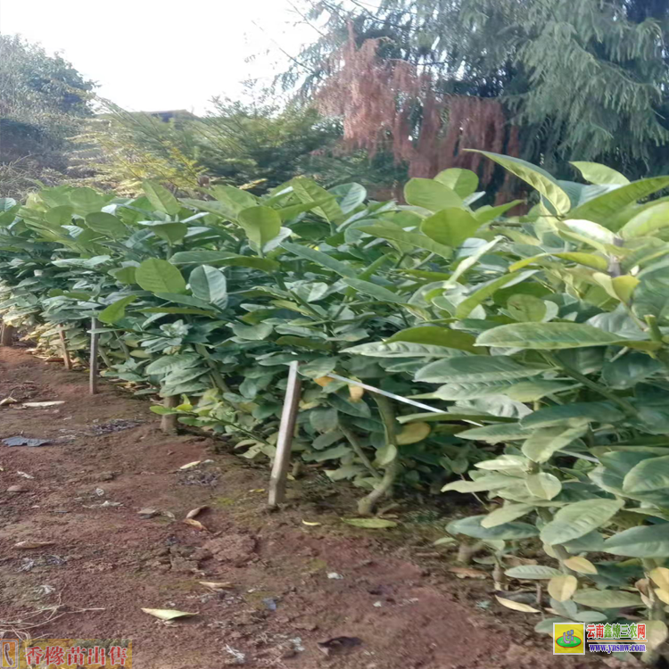 文山西疇普文香櫞苗基地 香櫞每畝種多少苗 哪里有香櫞苗