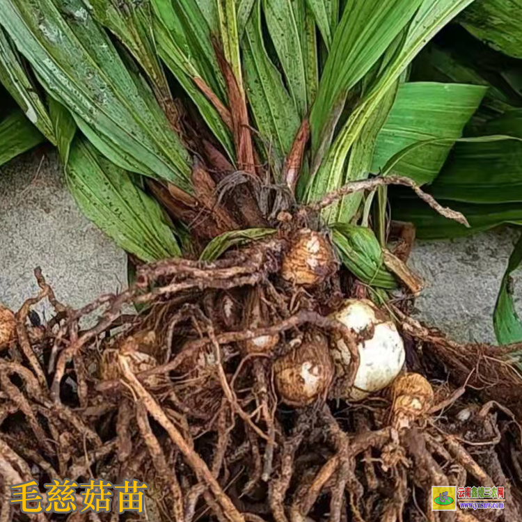 廣東龍湖毛慈菇鮮貨多少一斤 毛慈菇價(jià)格干貨多少一公斤 毛慈菇價(jià)格2021年12月