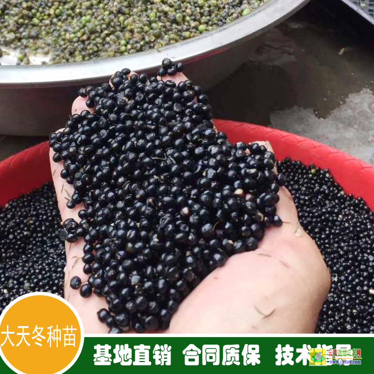 黃岡麻城天冬苗種植基地 天冬苗后專用除草劑用什么 四川天冬苗
