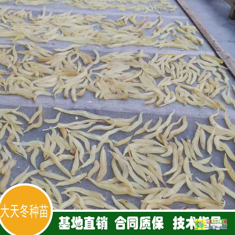 十堰鄖縣天冬苗要種什么品種好 天冬苗求購 天冬苗后用什么除草劑