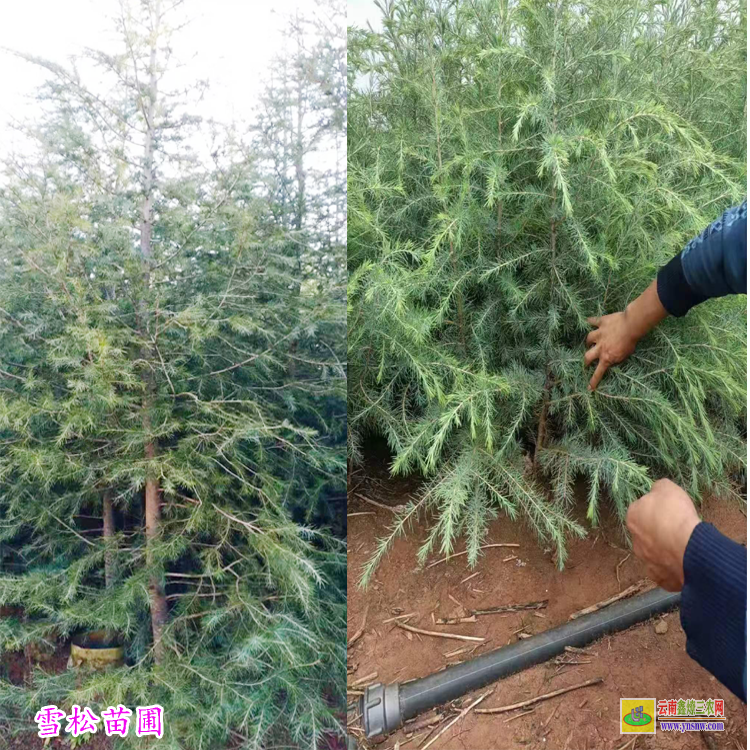 玉溪紅塔云南雪松苗價格 批發(fā)雪松小苗價格 1米雪松小苗