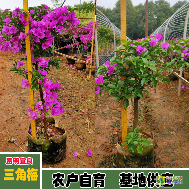 新疆多色三角梅價格 |紅花三角梅價格 |三角梅價格走勢