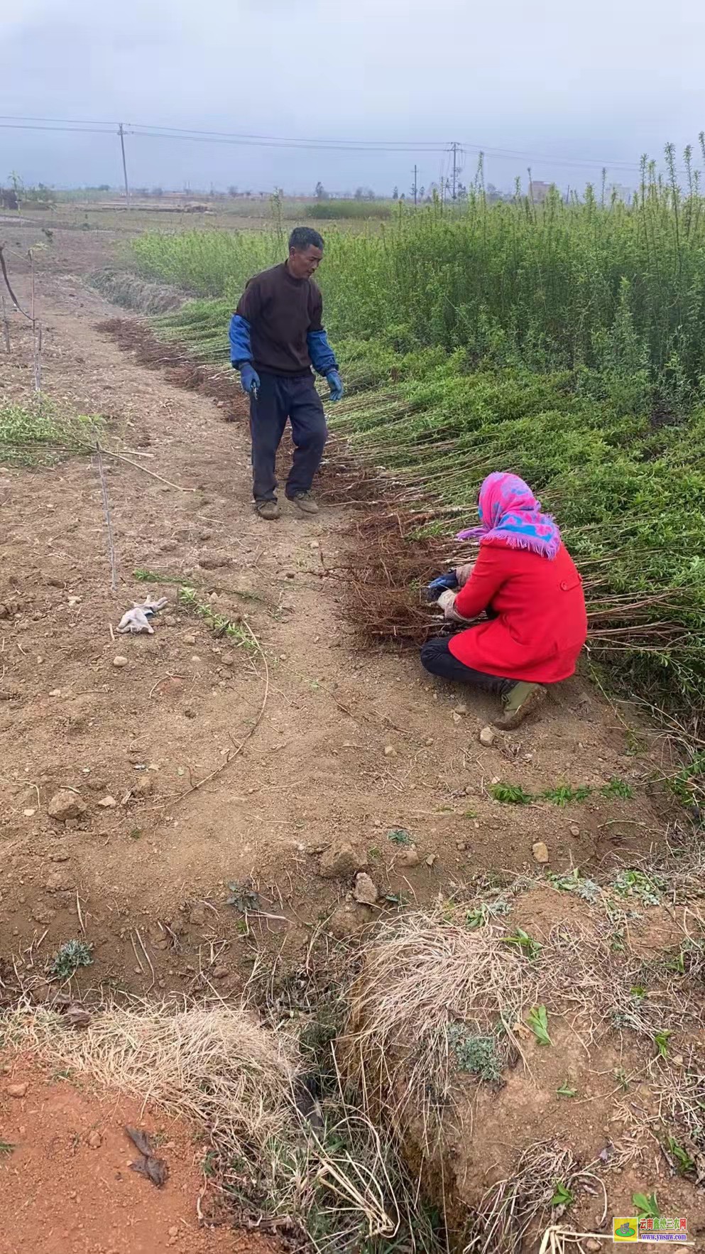 山西哪里的蜂糖李苗正宗 蜂糖李在四川幾月成熟 蜂糖李子樹苗批發