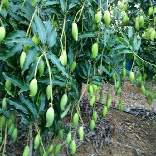 廣東云浮芒果果苗價格 盆栽芒果苗 青芒果苗批發