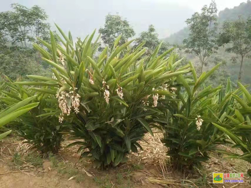 南充閬中正宗★砂仁苗基地圖片 行情價格查詢網 價格行情網