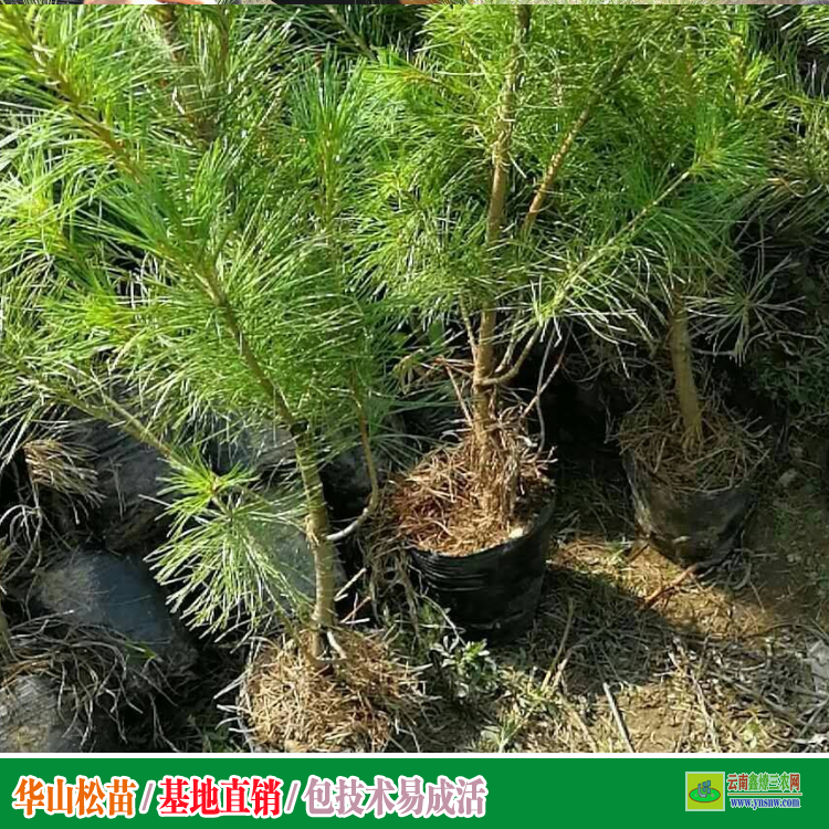 昭通昭陽華山松苗多少錢一棵 華山松苗木批發基地 華山松苗木圖片