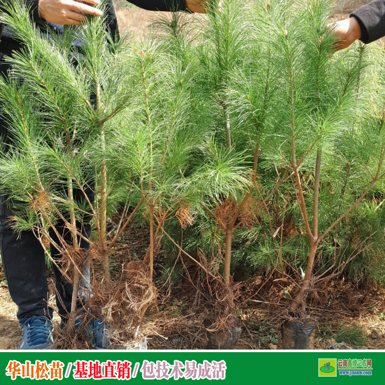 昭通巧家華山松苗多少錢一棵 華山松苗木批發基地 華山松苗木圖片