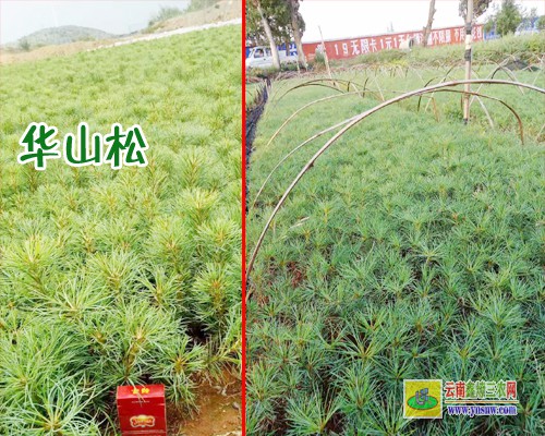 大理南澗華山松苗二級苗是什么標準 華山松苗木規格 華山松苗木圖片