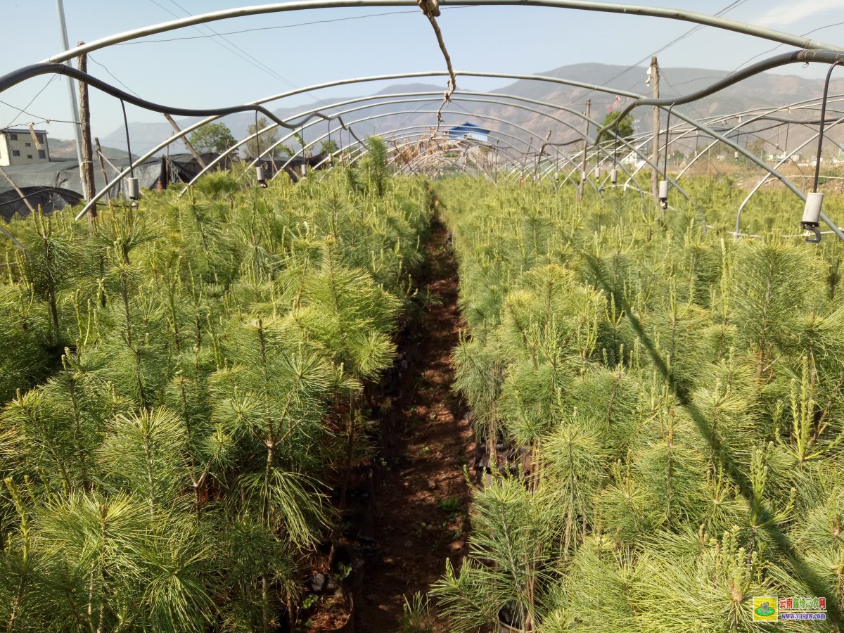 昆明呈貢華山松苗多少錢一棵 華山松苗木批發基地 華山松苗木圖片