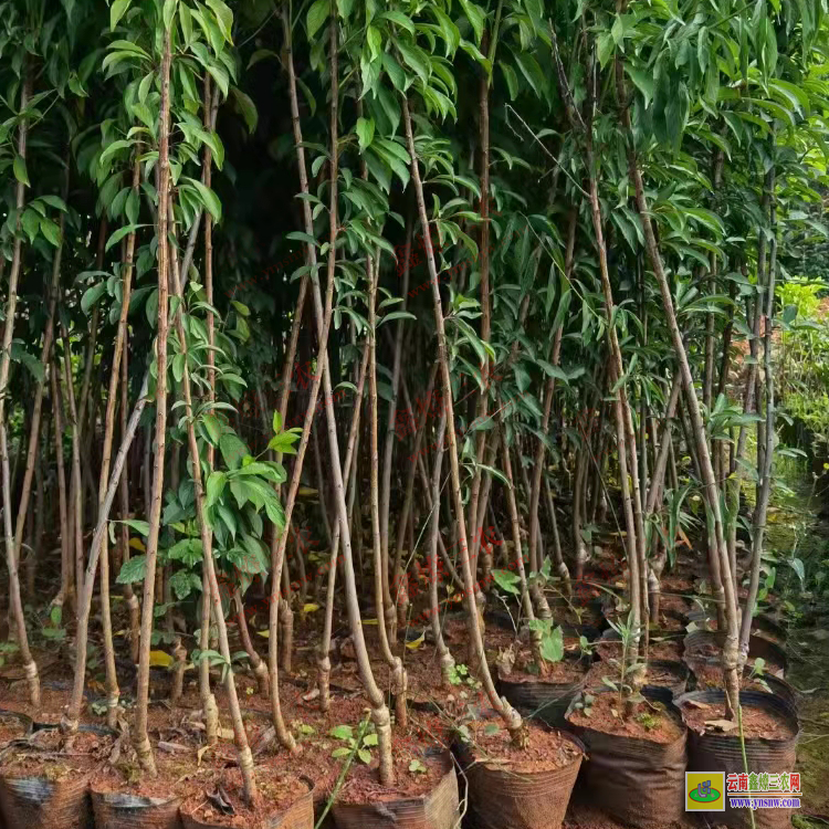 大理劍川華山松苗多少錢一棵 華山松苗木規(guī)格 華山松苗木圖片