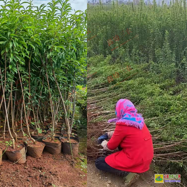 大理祥云華山松苗多少錢一棵 華山松苗木批發基地 華山松苗木圖片